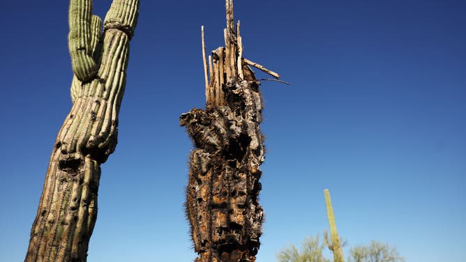 Arizona's Brutal Heatwave Contributes To The Dying Of Its Iconic Saguaro Cacti