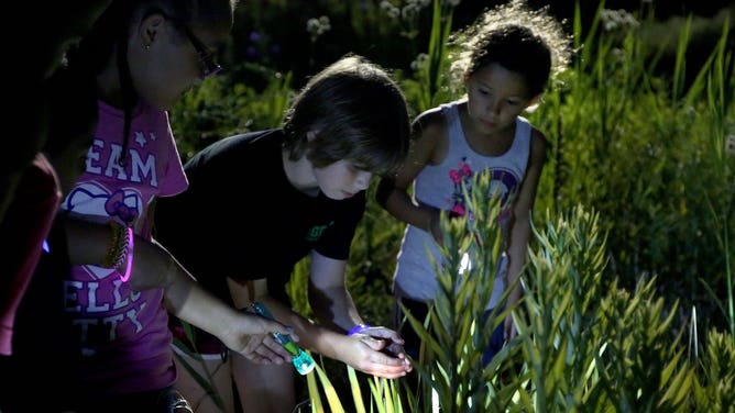 Looking at crickets in the bushes from left, Jala Spencer, 7, Ela Ilijic, 9 and Taryn Donahue, 6. None of these children had ever met before the camp out. Campers spent the night Aug. 9, 2014 on the back lawn of the Garfield Park Conservatory on Chicago's west side. They fished, ate hot dogs and marshmallows over the open fire and slept in tents. (Nancy Stone/Chicago Tribune/MCT)