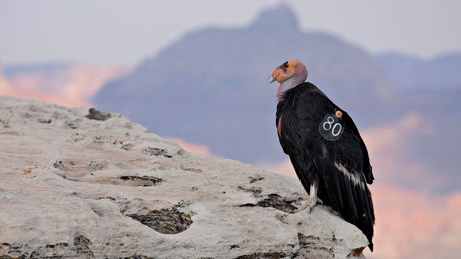 A numbered tag hangs from the wing of a female California Condor at Grand Canyon National Park in Grand Canyon, Arizona, U.S., on Wednesday, June 24, 2015.