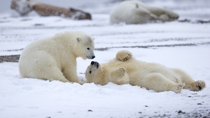 Polar bears in Alaska