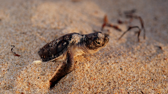 FILE - Green turtle, Chelonia mydas, is found in all oceans. A nest contains about 100 eggs. Hatchlings try to avoid many predators during their escape to the open ocean, Florida. (Photo by: Mark Conlin/VW PICS/UIG via Getty Image)