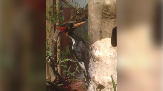 A taxidermy specimen of an Ivory-Billed woodpecker.