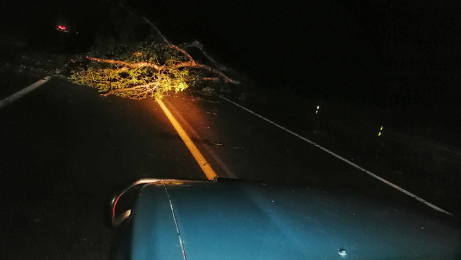 A large tree is seen across a road in Mexico during Hurricane Lidia.