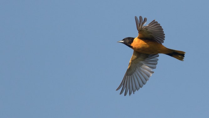 A Baltimore oriole in flight. Orioles are nocturnal migratory birds. Photo credit: Andrew Dreelin. 