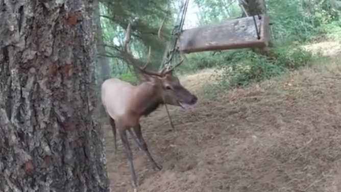 The elk, with his antlers stuck in a tree swing.