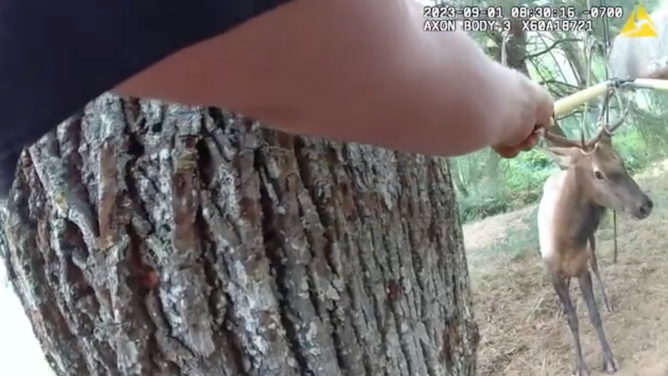 One deputy tries to clip the rope from behind a tree.