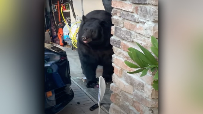 Footage captured by Andrew Raymond Scheirer II shows a large bear in a garage pawing at a bottle as it licks up the spilled contents.