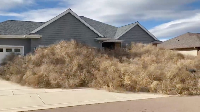 The front entrance and yard are covered with tumbleweed in central Montana.