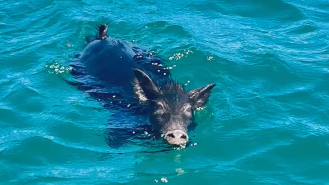 The pig swims in the water before being rescued.