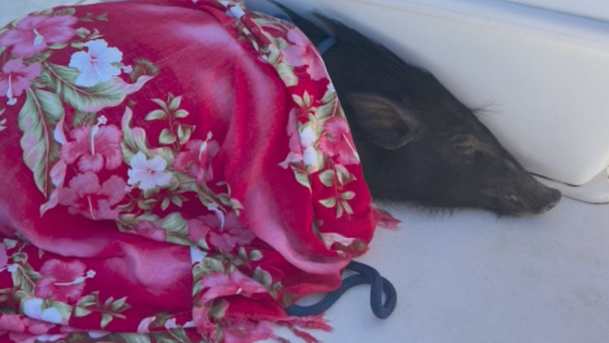 The pig under a floral, pink shawl on the boat.