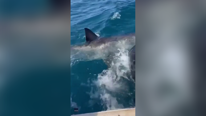 Video shows a great white white shark taking a huge bite out of a tuna off the Australian coast.