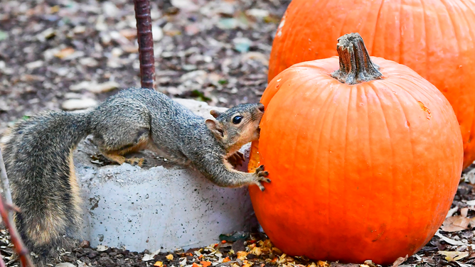 FILE - A squirrel bites into a pumpkin at the "Halloween at Descanso" event at Descanso Gardens in La Canada Flintridge, California. (Photo by Frederic J. BROWN / AFP) (Photo by FREDERIC J. BROWN/AFP via Getty Images)