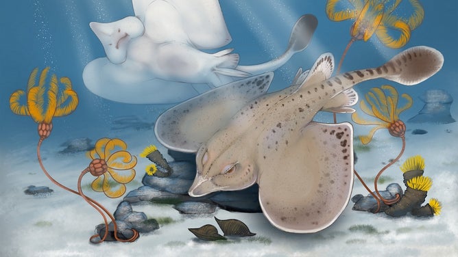 A new illustration of Strigilodus tollesonae created specially by artist Benji Paysnoe. The new species is more closely related to modern ratfish than to other modern sharks and rays. Illustration by artist Benji Paysnoe