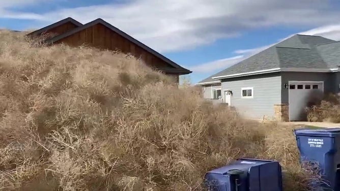 Mountain of tumbleweed in front of a Montana home.