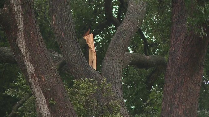 Trees are seen damaged in San Antonio, Texas after an apparent tornado Oct. 26, 2023.