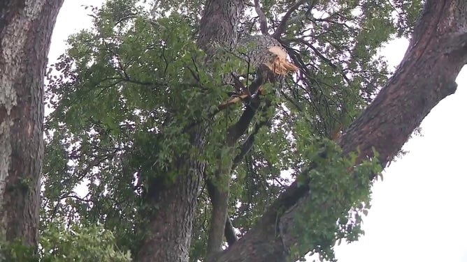 Trees are seen damaged in San Antonio, Texas after an apparent tornado Oct. 26, 2023.