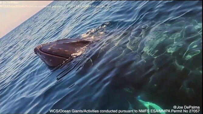 A large humpback whale is seen approaching a boat off the coast of New York in October.