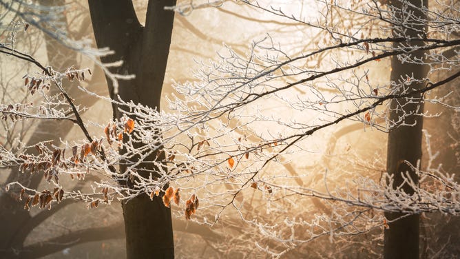 Frost on trees.