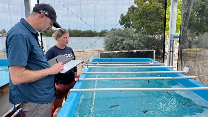 Dr. Ari Fustukjian assessing coral health at the Keys Marine Laboratory facility. 