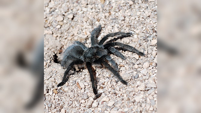 Female tarantula at a burrow.