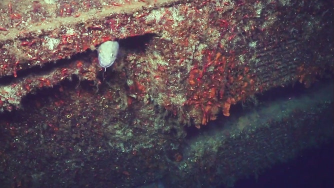 A fish found himself a nice hiding spot.