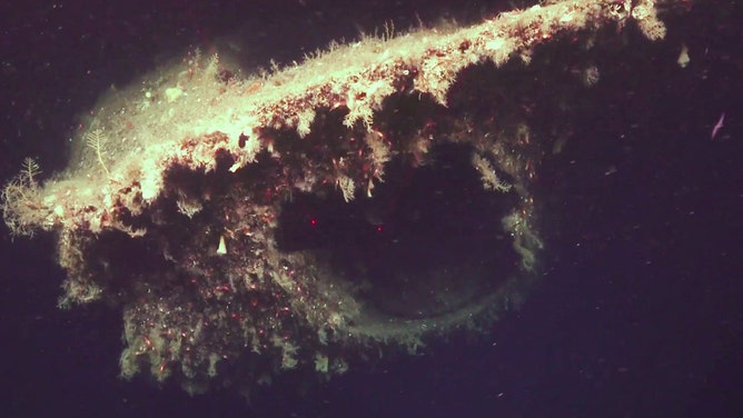 Parts of the wreck are overgrown with various plants that thrive at this depth.