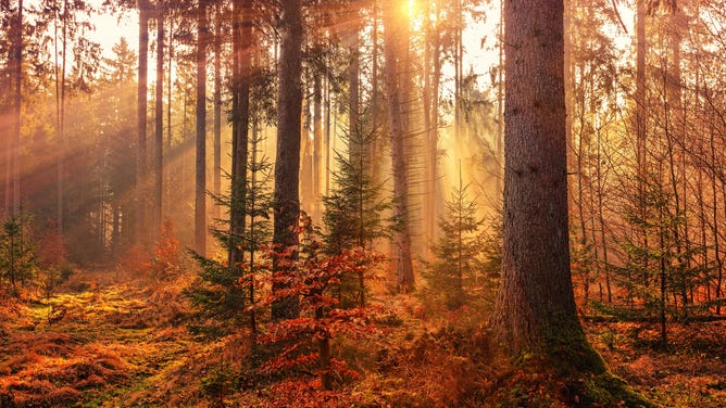 Sunbeams through a forest in fall.