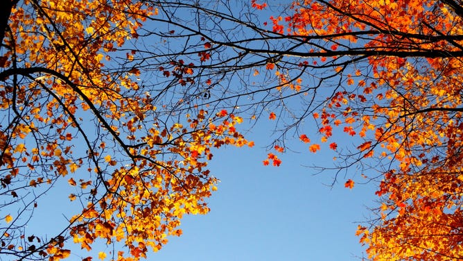 Blue sky and bright fall leaves.