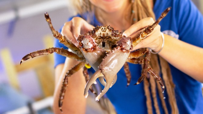 A crab at the Mote Marine Laboratory.