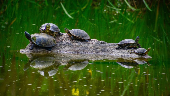 Turtles.