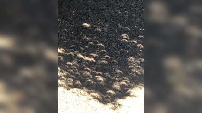 Crescent shape shadows on the ground in Louisiana