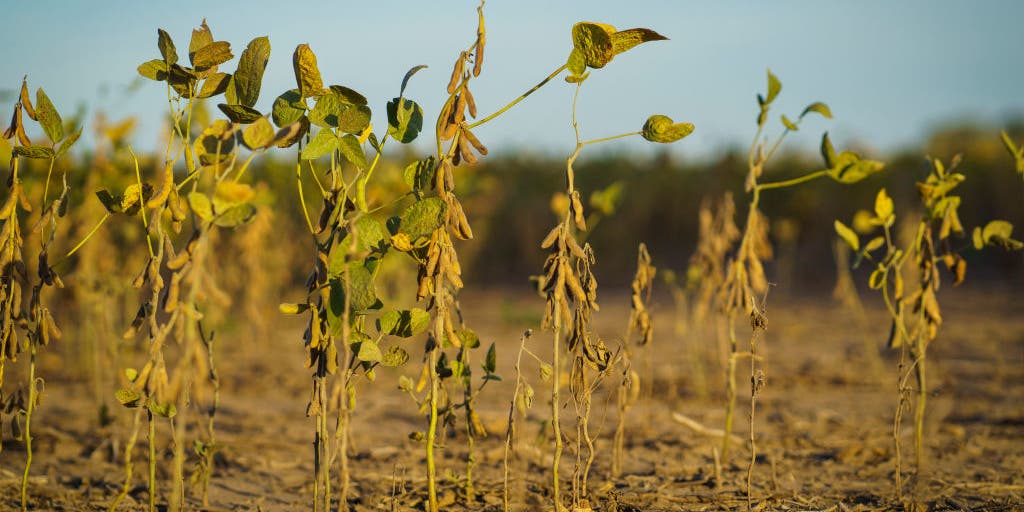 Increasing droughts ‘an unprecedented emergency on a planetary scale ...