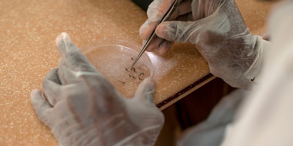 Una enfermedad tropical de la piel transmitida por flebotomos ahora está en los Estados Unidos