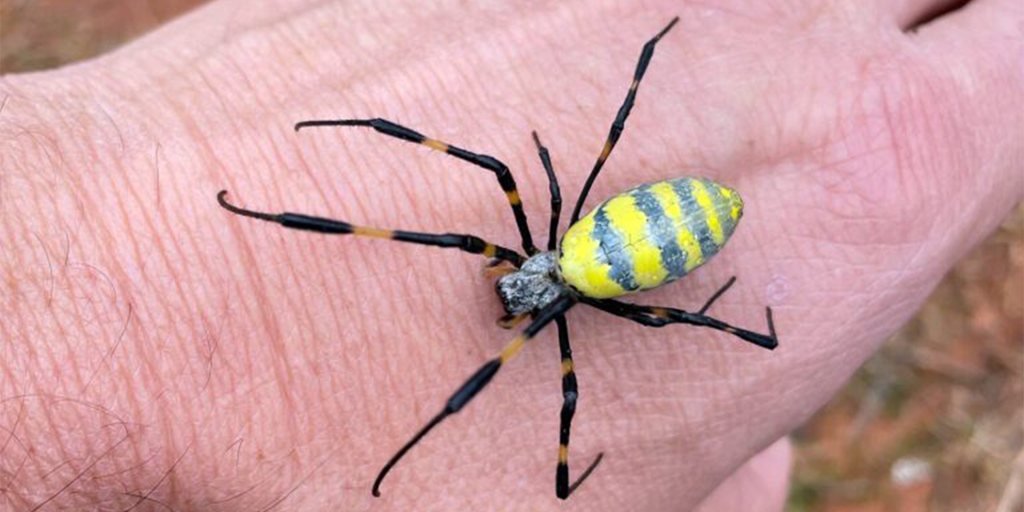 Parachuting Joro Spiders Expected To Spread Across Florida, Southeast ...