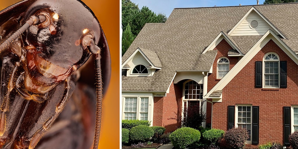 This company will pay you 2500 to release cockroaches into your home