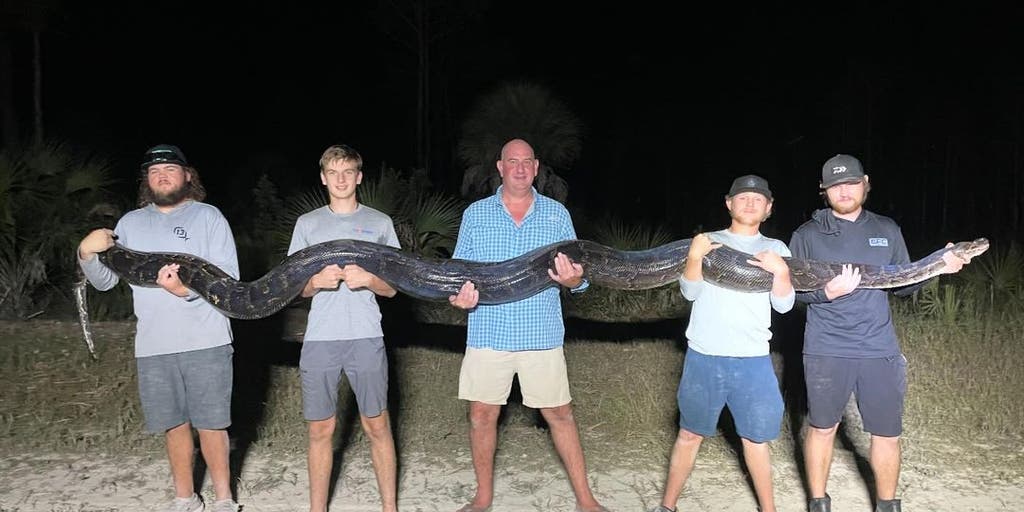 Massive Burmese Python Caught Slithering Through Swamps Of South ...