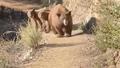 Watch: California runner roars for her life as mama bear charges