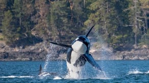 Bigg's killer whale sightings near Washington, British Columbia hit new record this year