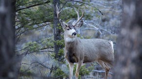 Yellowstone works to contain fatal disease in national park after deer tests positive