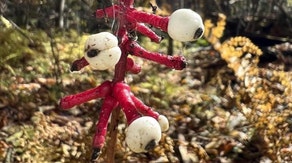 Delirium-causing berries on this creepy-looking plant should never be eaten, experts warn