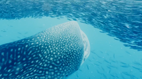 Watch: ‘Rarely seen’ 30-foot whale shark spotted near popular bay in Hawaii