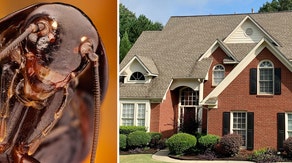 This company will pay you $2,500 to release cockroaches into your home