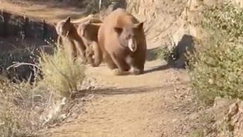 Runner roars for her life as mama bear charges