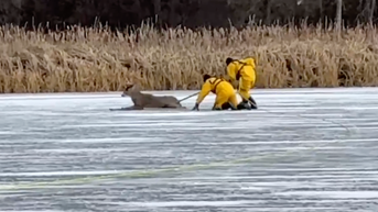 Deer stuck on frozen lake rescued by firefighters who crawled across icy surface