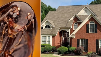 This company will pay you $2,500 to release cockroaches into your home