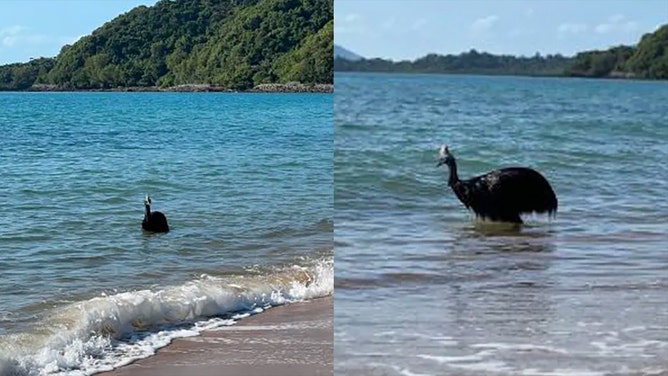 A southern cassowary sighting along the shores of Bingil Bay, in the Australian state of Queensland, on Oct. 31, 2023.