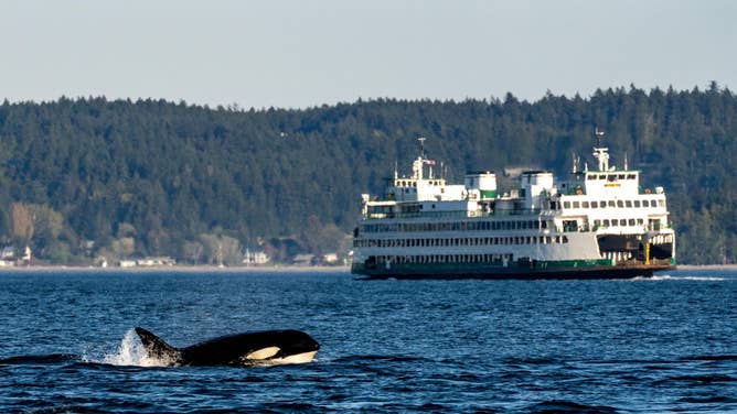 Bigg’s killer whale sightings near Washington, British Columbia hit new ...