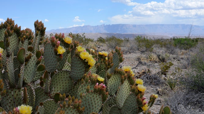 Blind Prickly Pear with Distant Sierra del Carmen in Big Bend National Park in Texas.