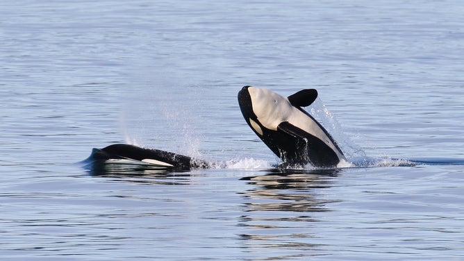 Bigg's killer whales playing in the Salish Sea.