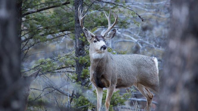 Mule deer buck.
